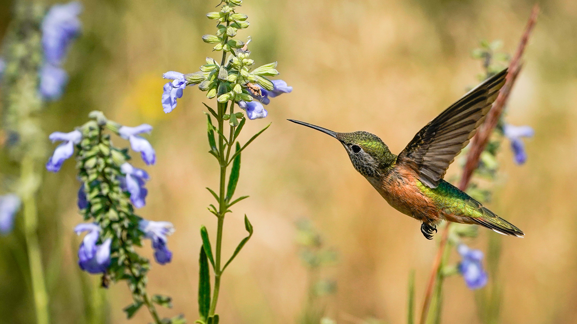 科罗拉多州，博尔德市萨尼塔斯山附近的宽尾煌蜂鸟-www.todaybing.com 必应壁纸 必应美图