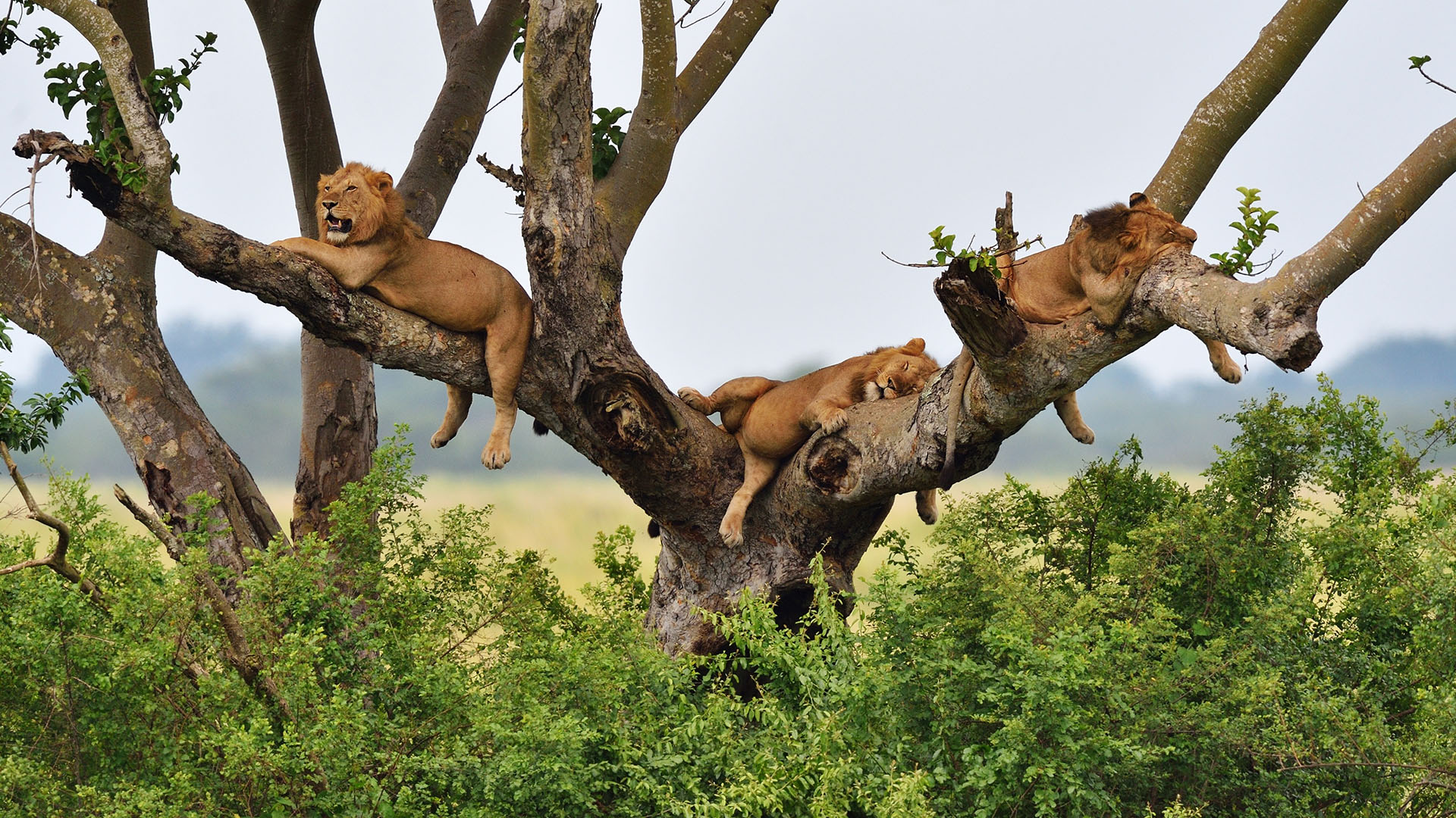 乌干达，狮子在伊丽莎白女王国家公园的树上休息-www.todaybing.com 必应壁纸 必应美图