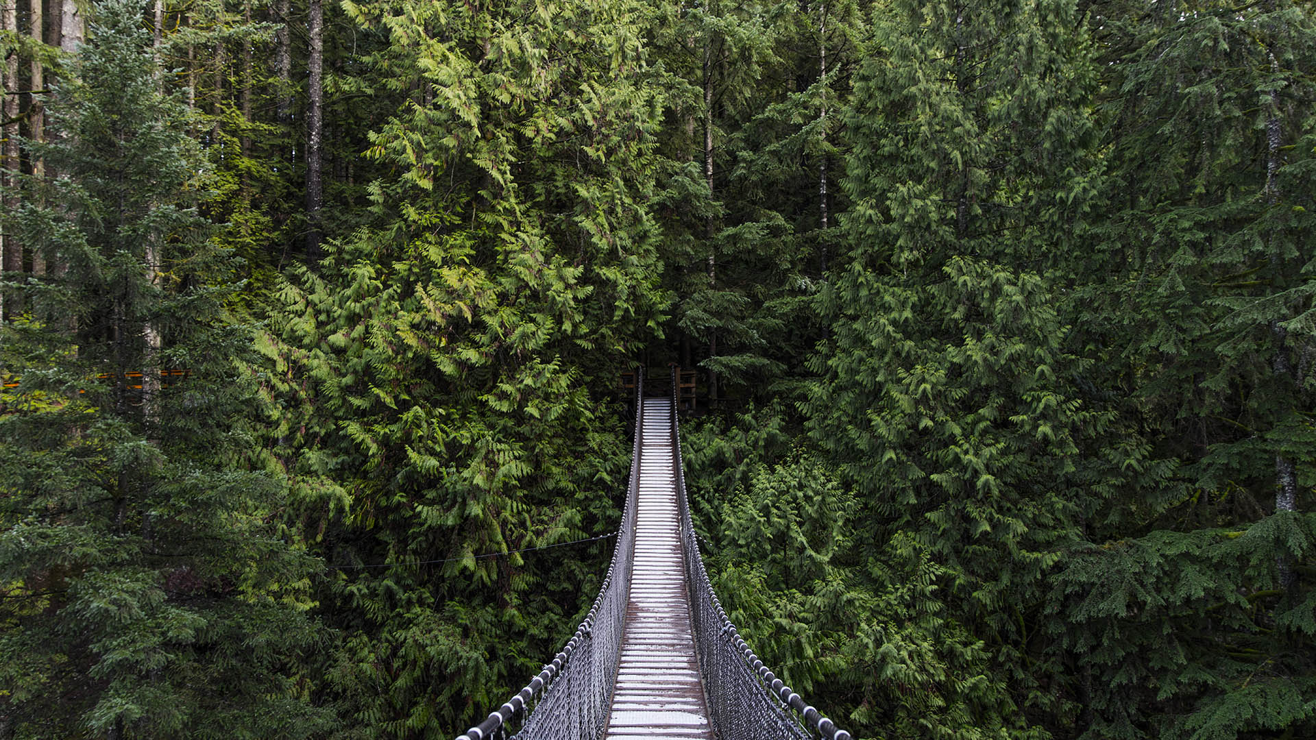 加拿大，温哥华的卡皮拉诺吊桥公园-www.todaybing.com 必应壁纸 必应美图